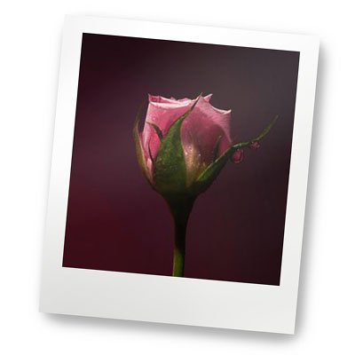 Rose Shot