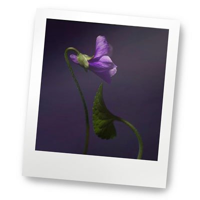 Violet Shot